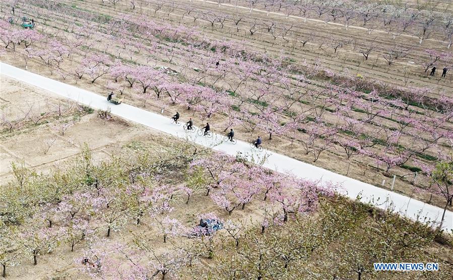 CHINA-HEBEI-SHENZHOU-PEACH BLOSSOMS (CN)