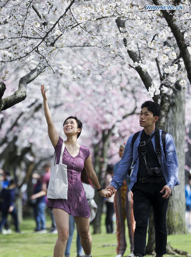 U.S.-NEW YORK-CHERRY BLOSSOM FESTIVAL