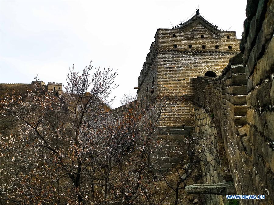 (BeijingCandid)CHINA-BEIJING-GREAT WALL-SPRING SCENERY (CN)