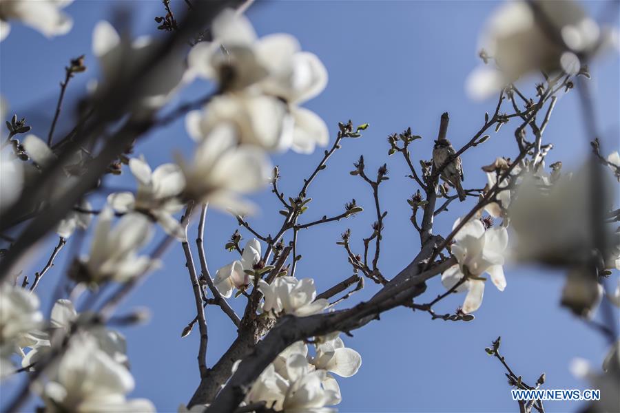 CHINA-LIAONING-SHENYANG-MAGNOLIA FLOWERS (CN)