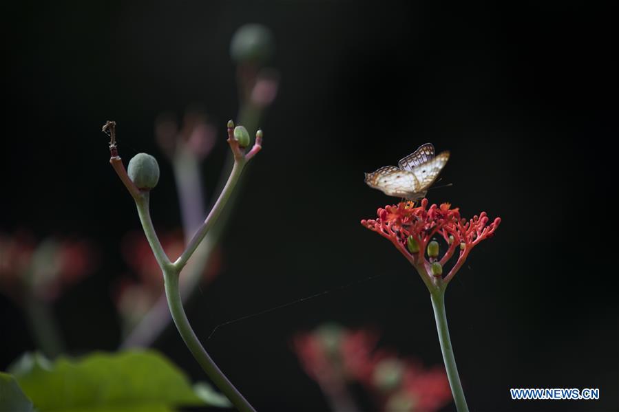 BRAZIL-RIO DE JANEIRO-BOTANICAL GARDEN