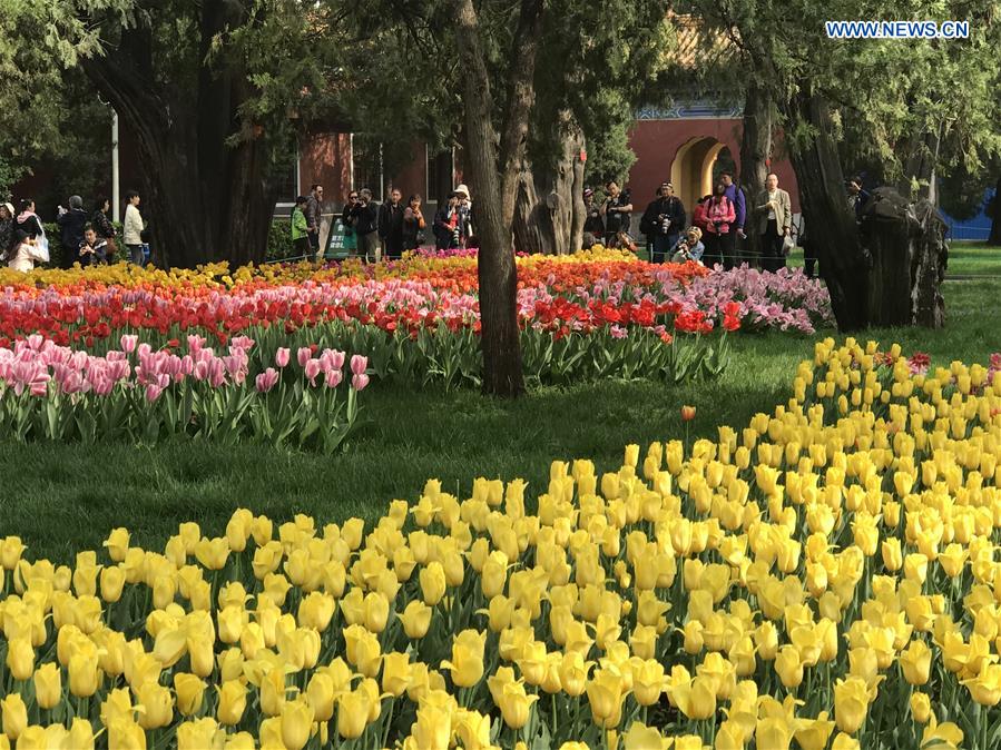 (BeijingCandid)CHINA-BEIJING-SPRING-FLOWERS (CN)