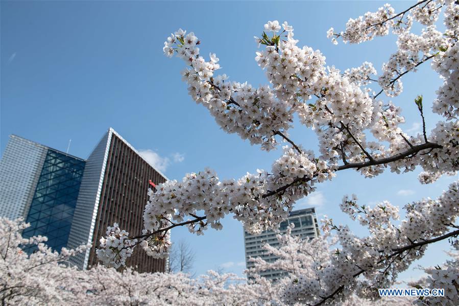 LITHUANIA-VILNIUS-CHERRY BLOSSOMS