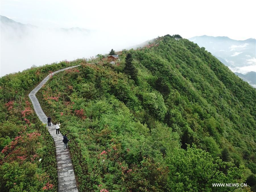 CHINA-ZHEJIANG-PAN'AN-FLOWERS (CN)