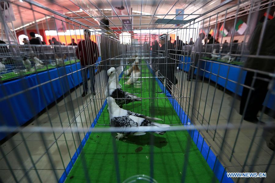 MIDEAST-GAZA-PIGEON-EXHIBITION