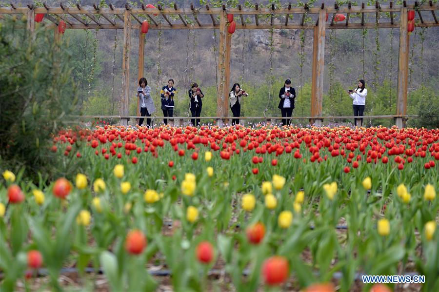 CHINA-HEIBEI-TULIP (CN)