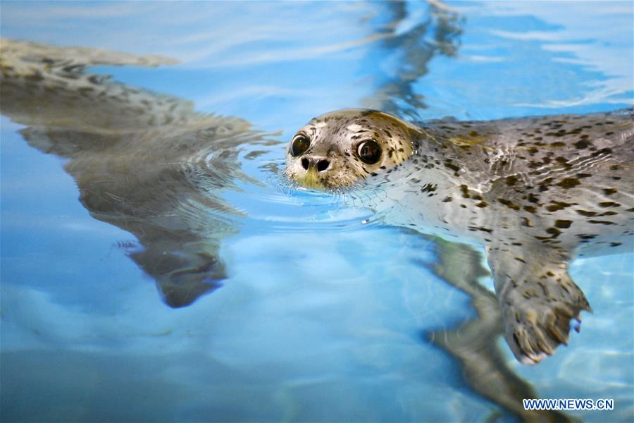 CHINA-HARBIN-SEAL KINDERGARTEN (CN)