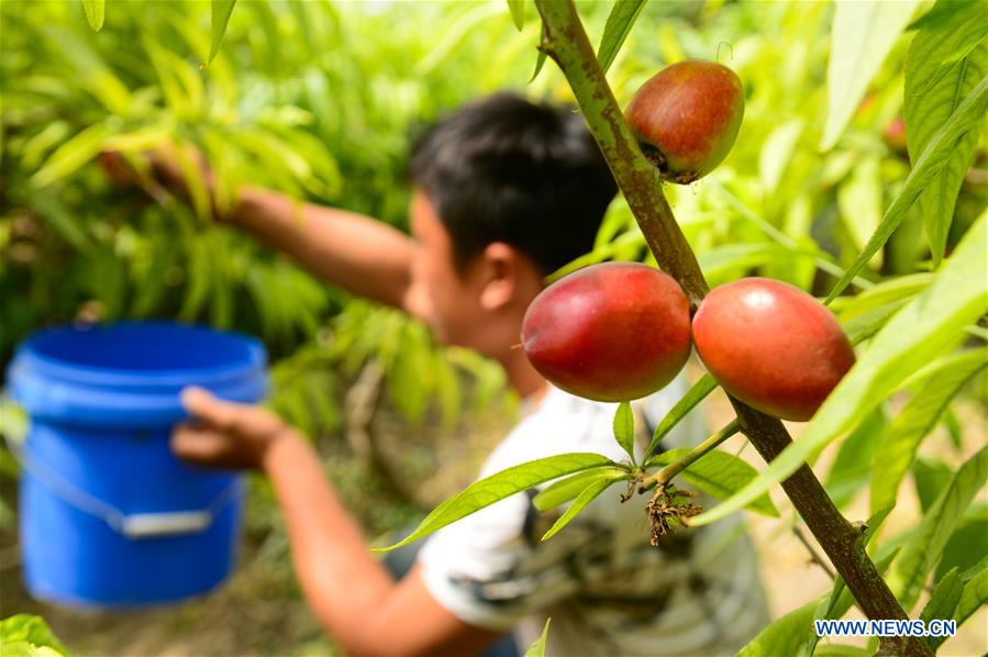 CHINA-XINJIANG-TURPAN-FRUIT-HARVEST (CN)