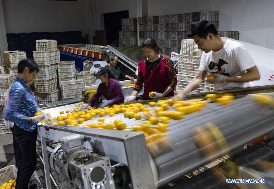 #CHINA-HUBEI-YICHANG-FRUIT-PLANTING (CN)