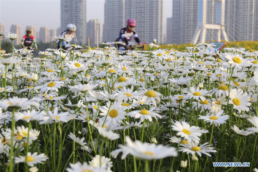 #CHINA-SHANDONG-LINYI-FLOWERS (CN)