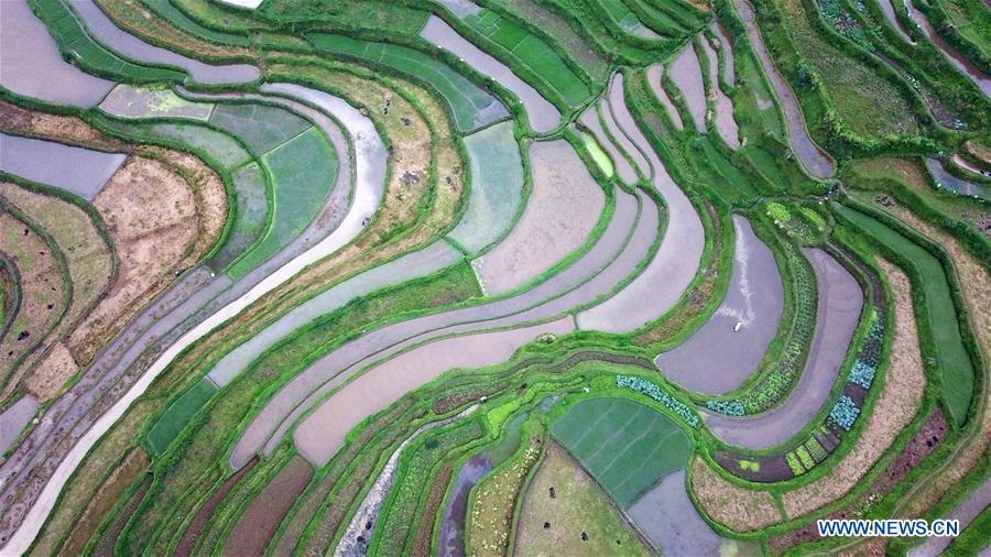 CHINA-GUIZHOU-DANZHAI-TERRACED FIELDS (CN)