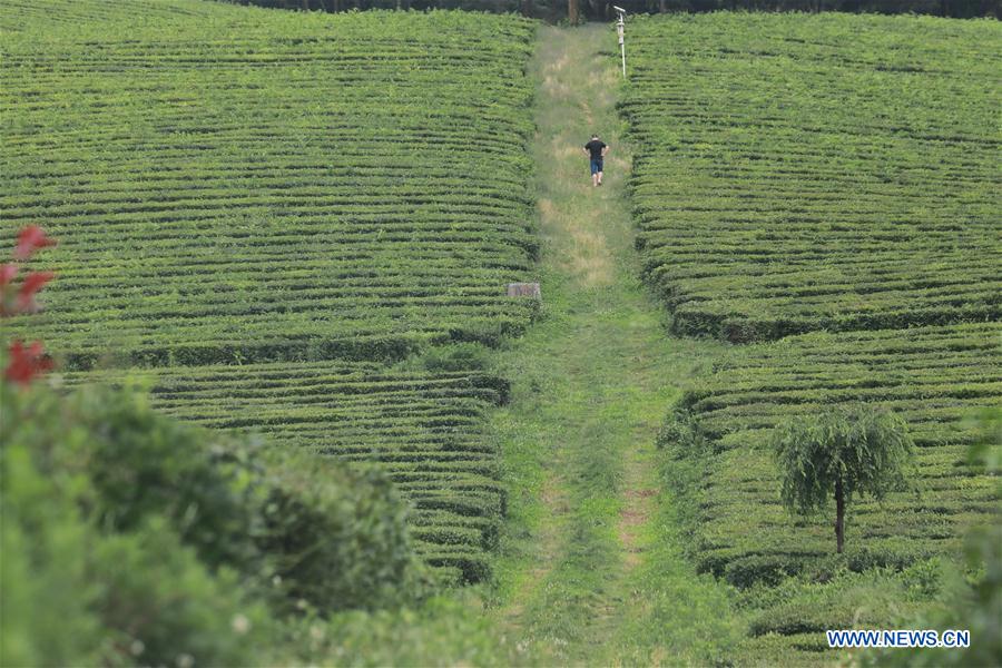 CHINA-GUIZHOU-TEA GARDEN (CN)