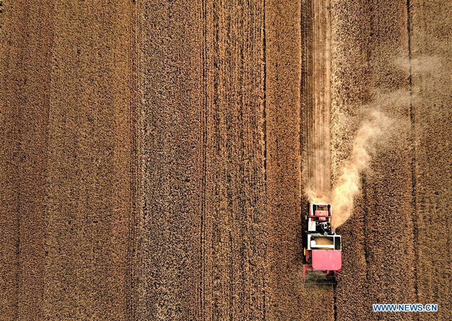 CHINA-HENAN-WHEAT-HARVEST (CN)