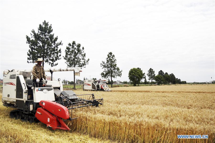 #CHINA-WHEAT-HARVEST (CN)