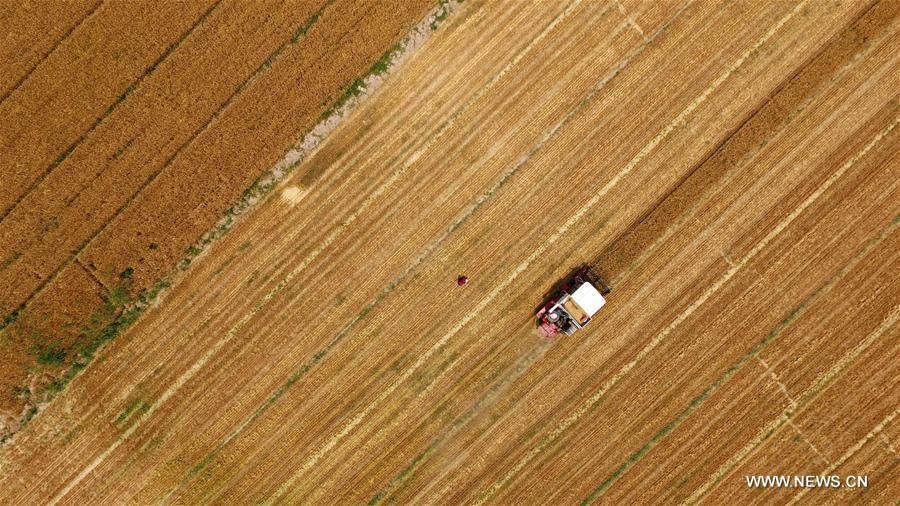 #CHINA-SHANDONG-WHEAT HARVEST(CN)