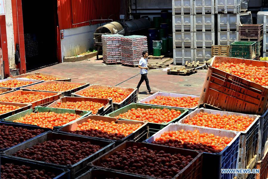 MIDEAST-GAZA-TOMATO PASTE