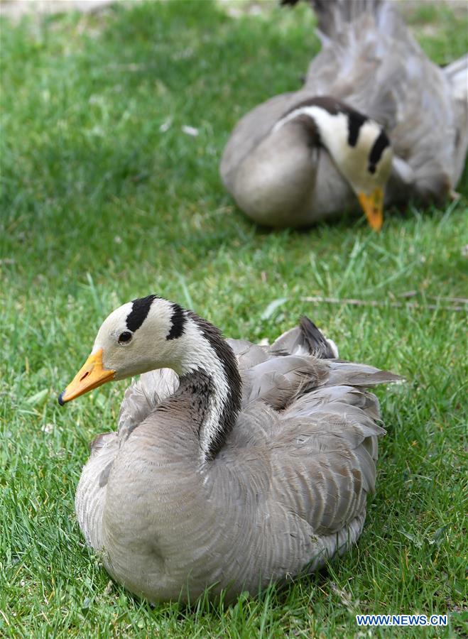 CHINA-XIGAZE-TASHILUNPO MONASTERY-MIGRATORY BIRDS (CN)