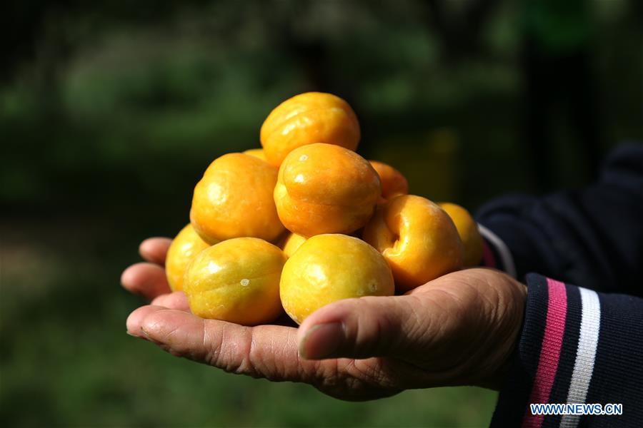 #CHINA-GANSU-DUNHUANG-APRICOTS (CN)