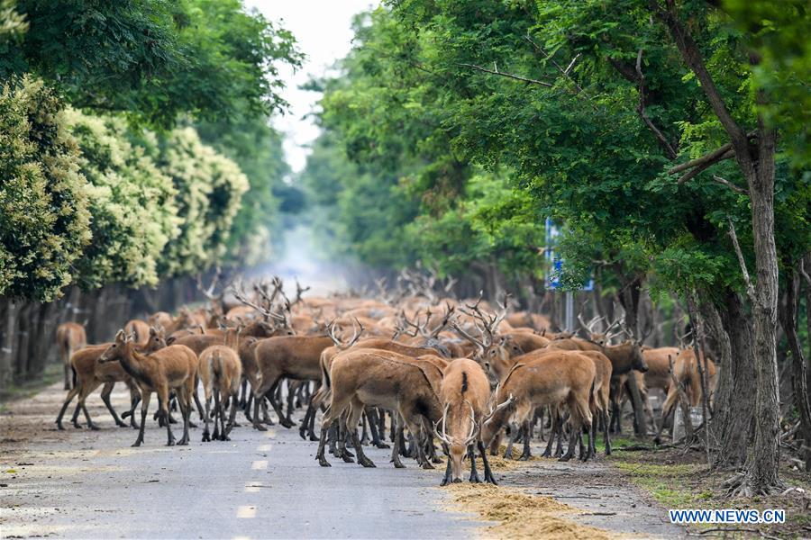 CHINA-JIANGSU-MILU NATIONAL NATURE RESERVE-POPULATION-GROWTH (CN)