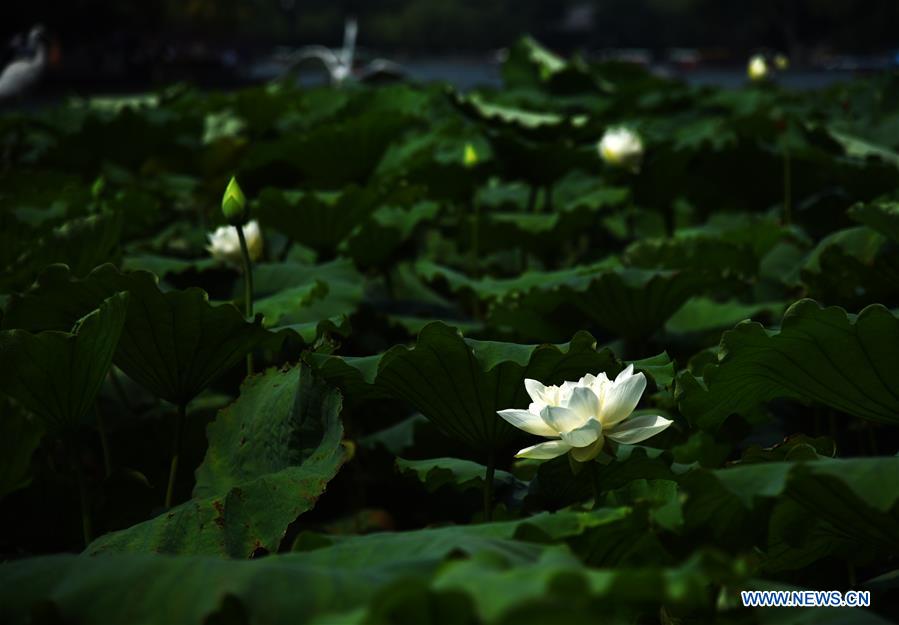 CHINA-SHANDONG-JINAN-DAMING LAKE-LOTUS (CN)