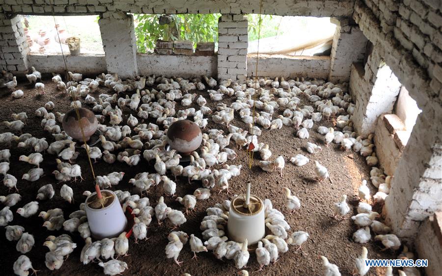 KASHMIR-JAMMU-POULTRY FARM