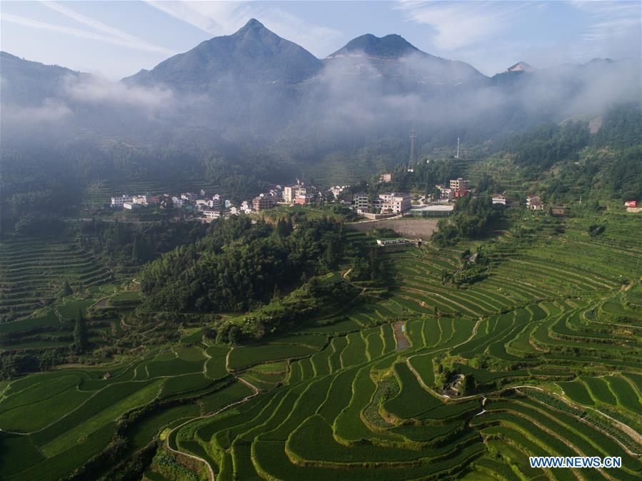 CHINA-ZHEJIANG-QINGTIAN-TERRACED FIELDS-ECOLOGICAL AGRICULTURE (CN)