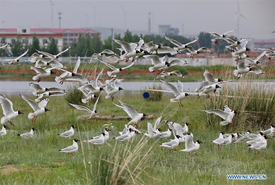 CHINA-HEBEI-RELIC GULLS (CN)