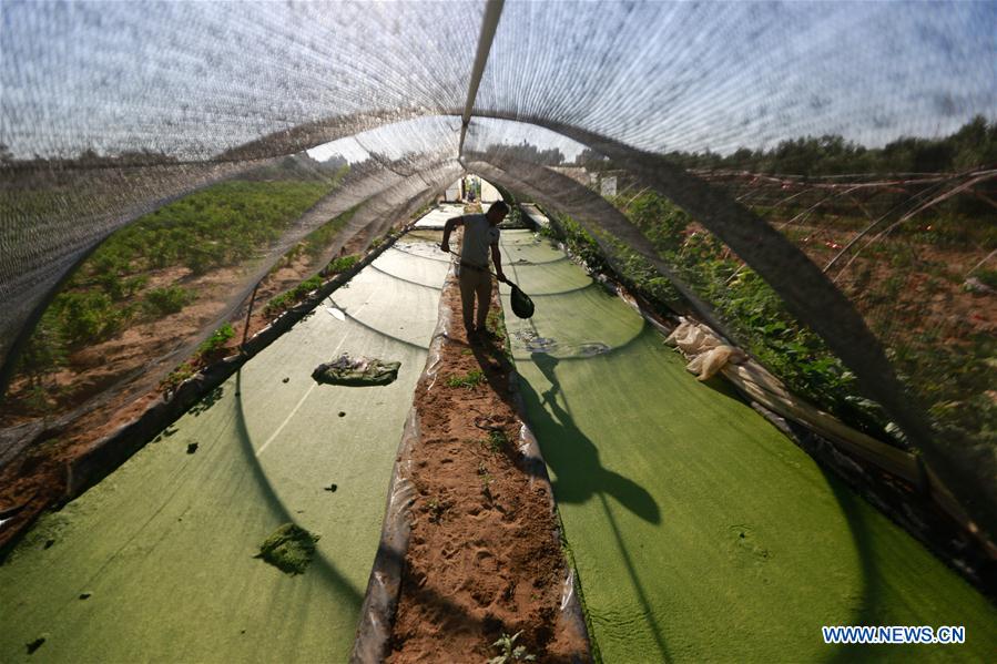 MIDEAST-GAZA-AZOLLA-LIVESTOCK