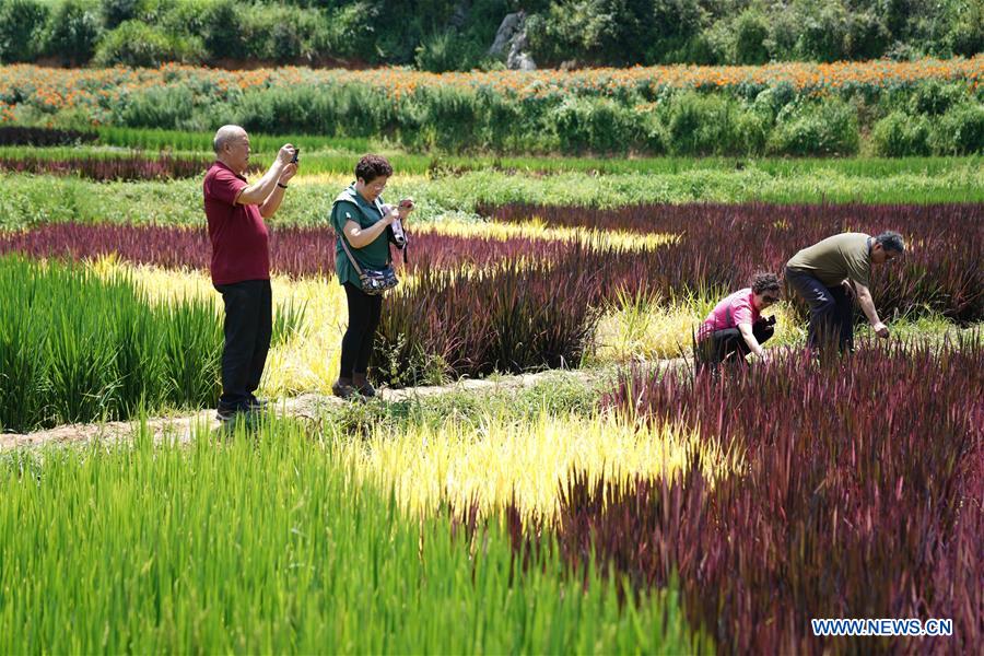 CHINA-YUNNAN-YILIANG-PADDY FIELDS (CN)