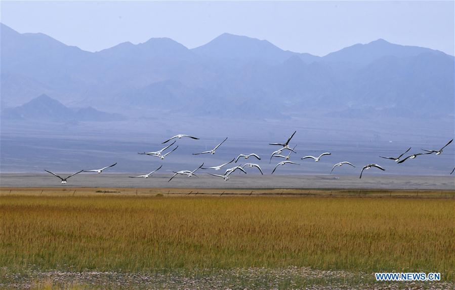 CHINA-GANSU-AKSAY-WILD ANIMAL PROTECTION (CN)