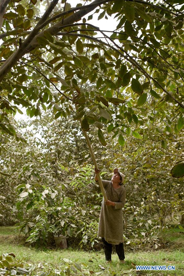 CHINA-XINJIANG-HOTAN-WALNUT-HARVEST (CN)