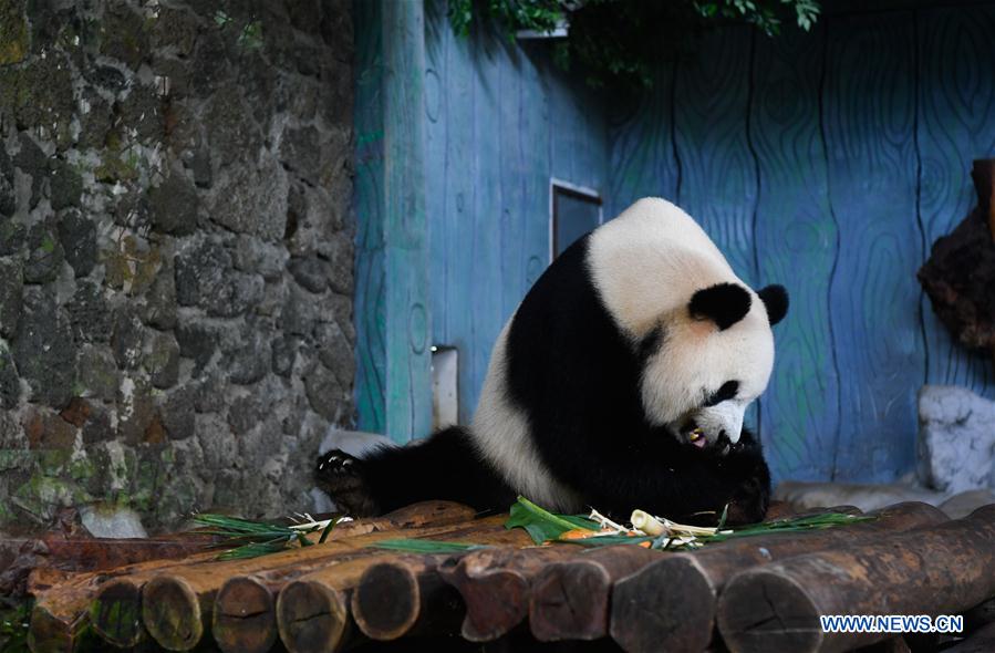 CHINA-HAIKOU-MID-AUTUMN FESTIVAL-PANDA (CN)