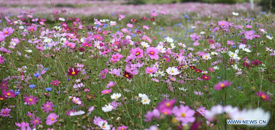 CHINA-TIBET-NYEMO-COSMOS FLOWERS (CN)