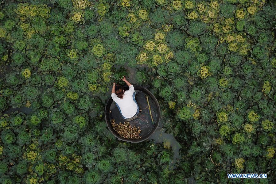 CHINA-ZHEJIANG-HUZHOU-WATER CHESTNUT-HARVEST (CN)