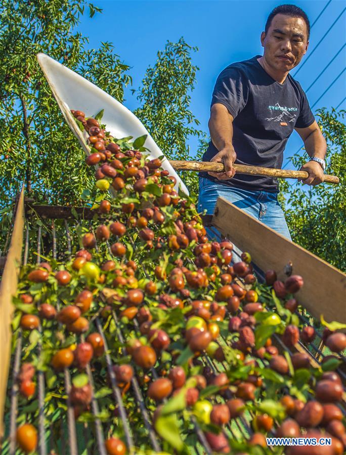 CHINA-HEBEI-ZAOQIANG-RED DATES-HARVEST(CN)