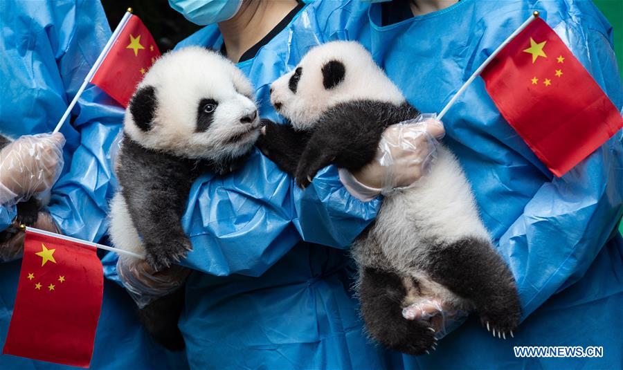 CHINA-CHENGDU-GIANT PANDA-CUBS (CN)