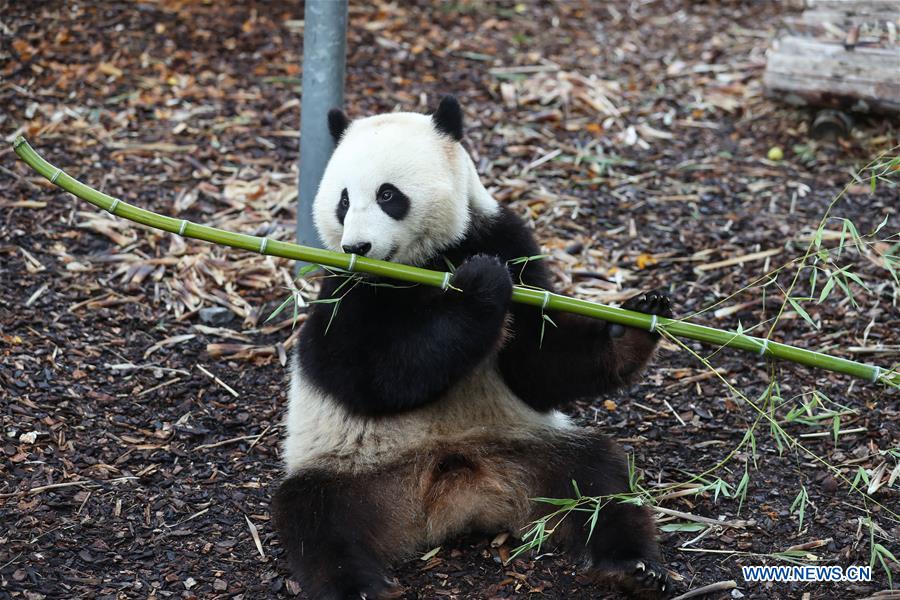 BELGIUM-BRUGELETTE-PANDAS