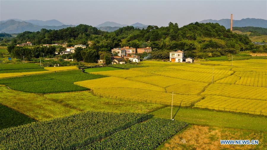 CHINA-GUANGXI-GONGCHENG-FIELDS-SCENERY (CN)