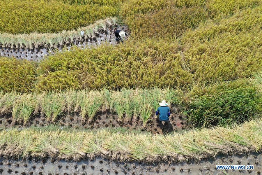 CHINA-GUANGXI-RICE-HARVEST (CN)