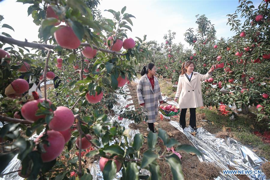 CHINA-SHENYANG-APPLE-HARVEST (CN)