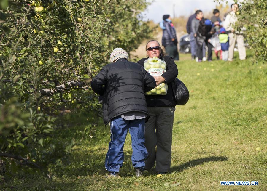 CANADA-TORONTO-THANKSGIVING-APPLE PICKING