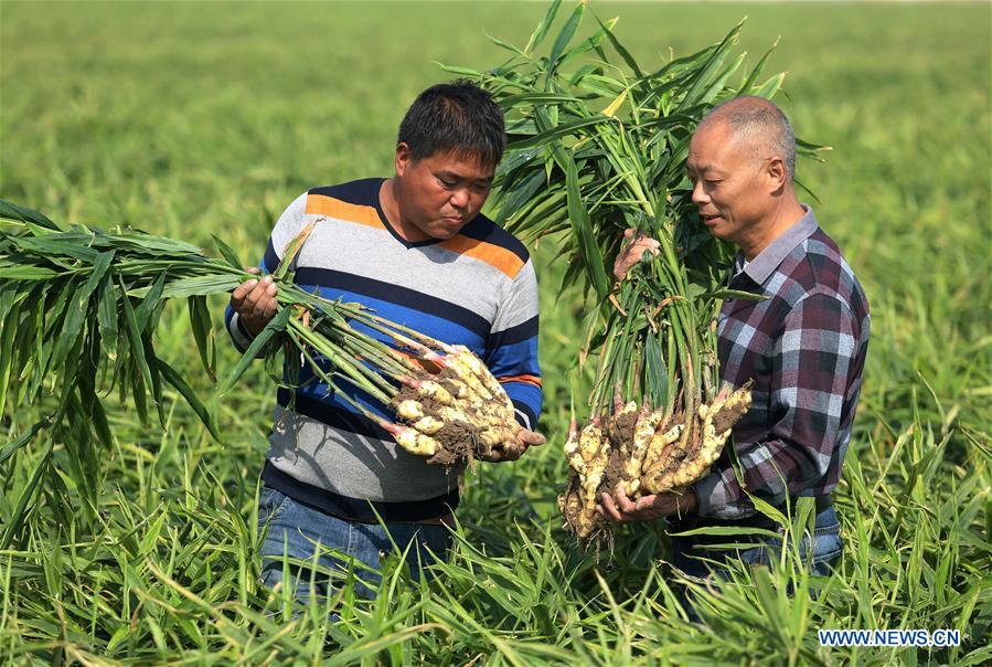 CHINA-HEBEI-AGRICULTURE-GINGER HARVEST (CN)