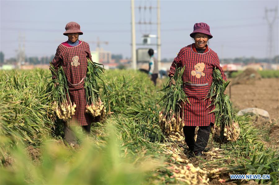 CHINA-HEBEI-AGRICULTURE-GINGER HARVEST (CN)