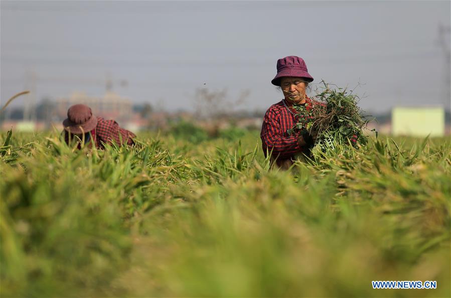 CHINA-HEBEI-AGRICULTURE-GINGER HARVEST (CN)