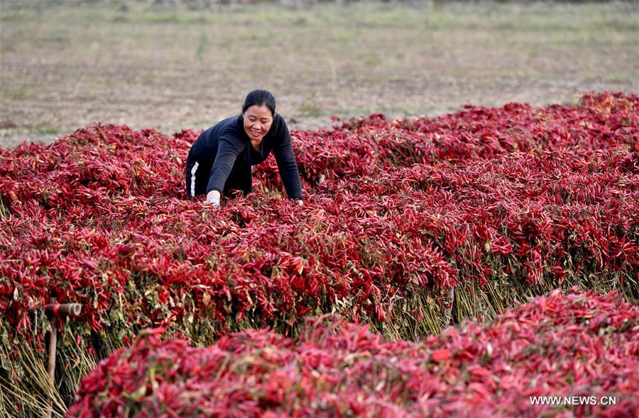 CHINA-HENAN-AGRICULTURE-CHILI PEPPER (CN)