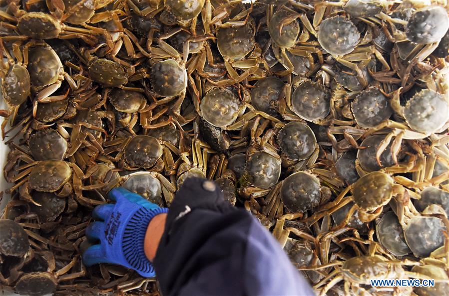 CHINA-SHANDONG-HAIRY CRABS-HARVEST (CN)