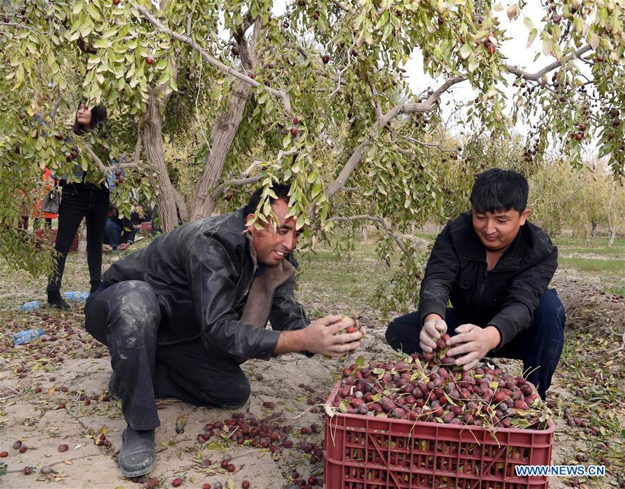 CHINA-XINJIANG-RED DATE-HARVEST (CN)