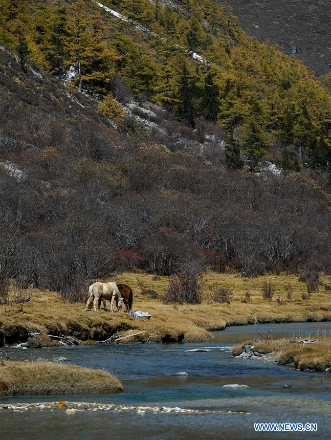 CHINA-SICHUAN-DAOCHENG- AUTUMN SCENERY (CN)