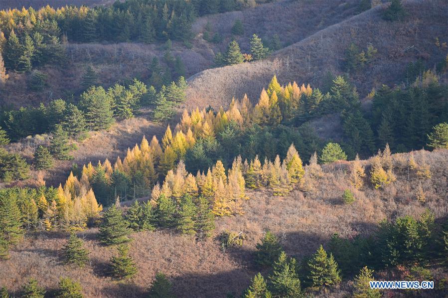 CHINA-INNER MONGOLIA-HORINGER COUNTY-AUTUMN SCENERY (CN)