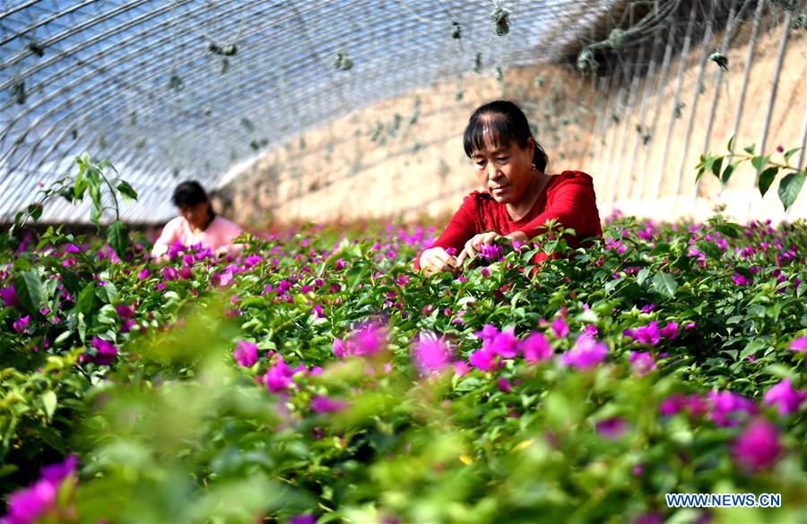 CHINA-HEBEI-GU'AN-FLOWER ECONOMY (CN)